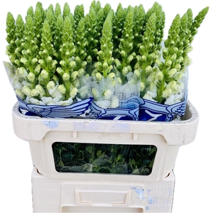 ANTIR POTO EARL WHIT