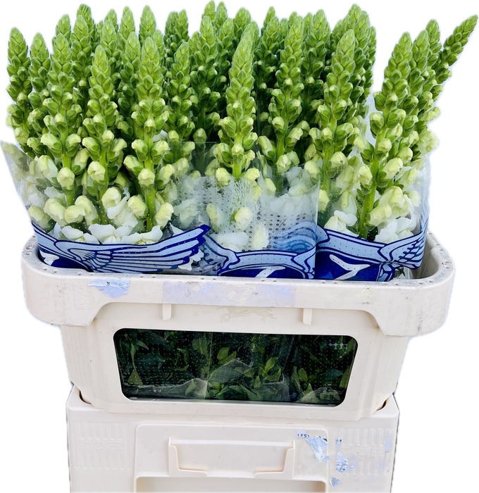 <h4>ANTIR POTO EARL WHIT</h4>