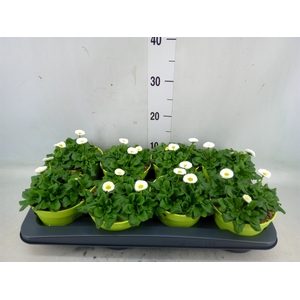 Bellis perennis 'Rusher White'