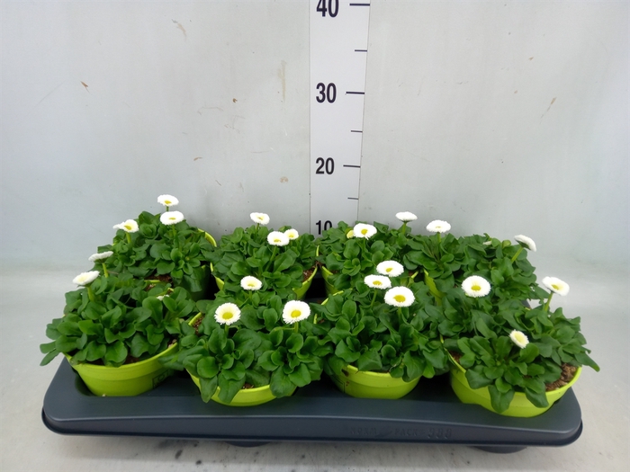 <h4>Bellis perennis 'Rusher White'</h4>