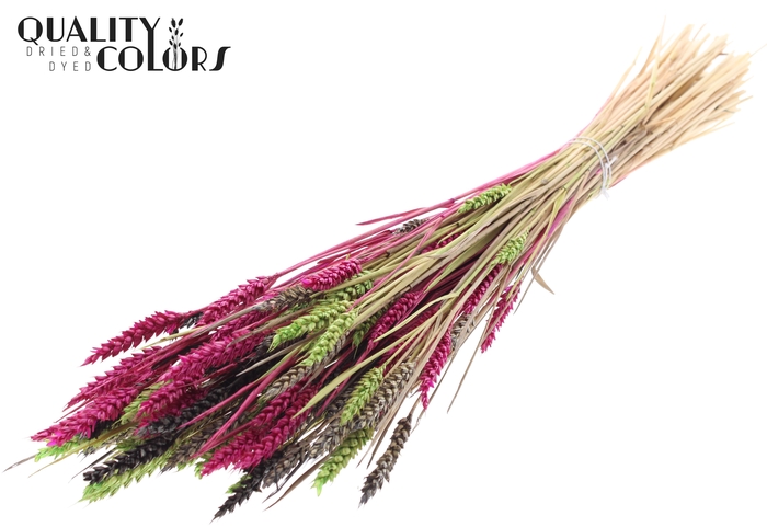 <h4>Triticum (sunbleached) per bunch Colourful 8</h4>