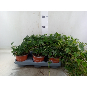 Hedera helix 'Shamrock'