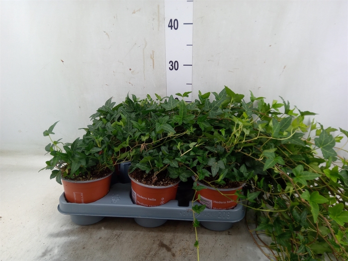 <h4>Hedera helix 'Shamrock'</h4>