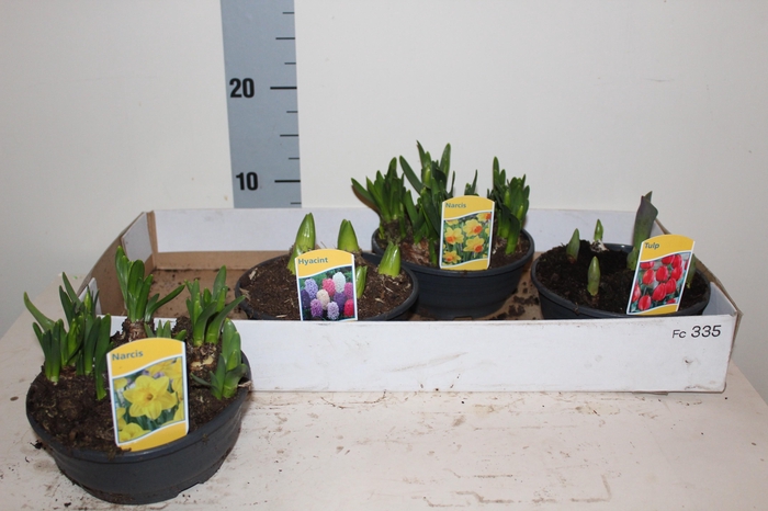 <h4>BOLBLOEMEN GEM</h4>