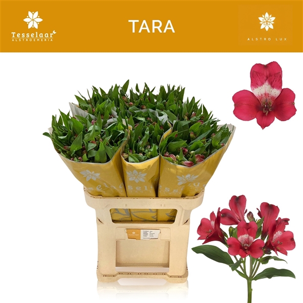 <h4>Alstroemeria Tara 60 gr.</h4>