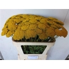 Achillea F Park Variety