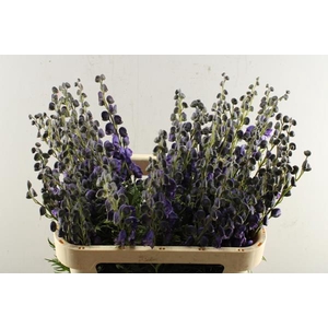 Aconitum Napellus Pyram L 80