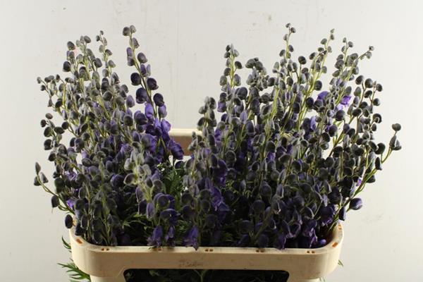 <h4>Aconitum Napellus Pyram L 80</h4>