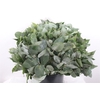 Euca Robusta 55cm Vertakt
