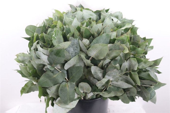 Euca Robusta 55cm Vertakt