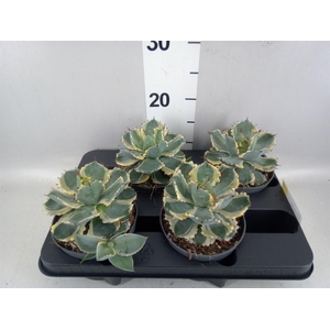 Agave potatorum