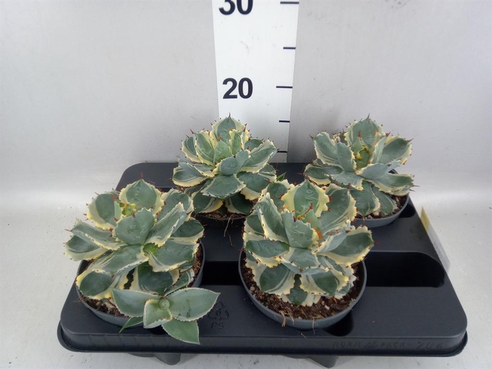 Agave potatorum