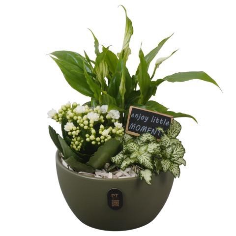 <h4>PTIB5143 Arrangement Indoor in keramiek schaal</h4>