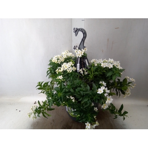 Solanum jasminoides