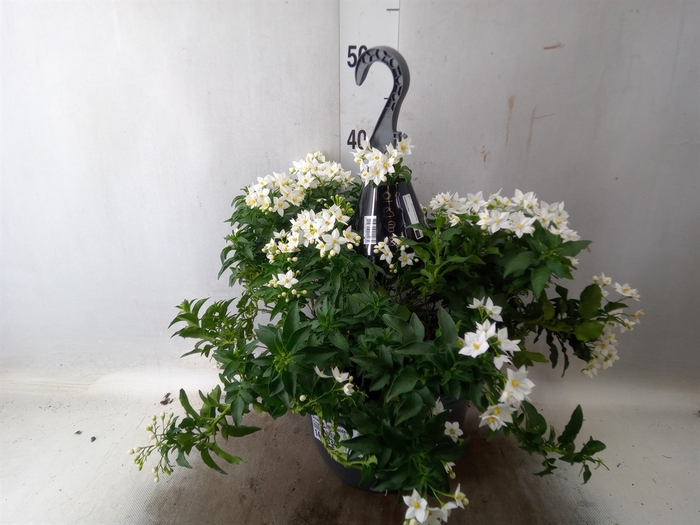 <h4>Solanum jasminoides</h4>