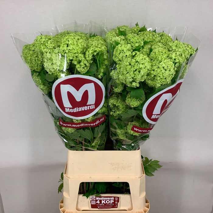 <h4>Viburnum L.100 4+flowers</h4>