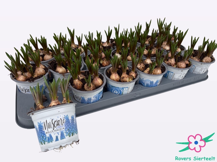 <h4>MUSCAR BLUE MAGIC</h4>