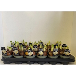 Narcissus Bridal Crown sur p touch of spring