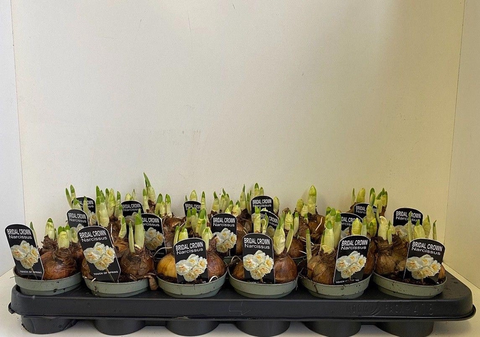 <h4>Narcissus Bridal Crown sur p touch of spring</h4>