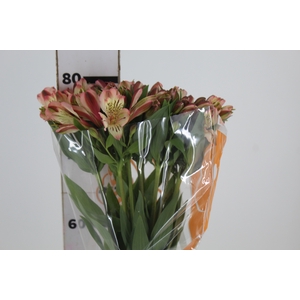 ALSTROEMERIA MILOS 080 CM