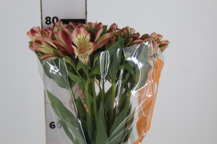 <h4>ALSTROEMERIA MILOS 080 CM</h4>