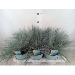 Festuca glauca 'Intens Blue'