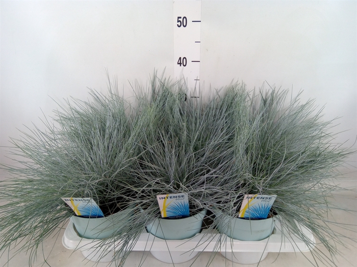 <h4>Festuca glauca 'Intens Blue'</h4>