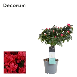 Azalea 13 cm stam Rood - Decorum