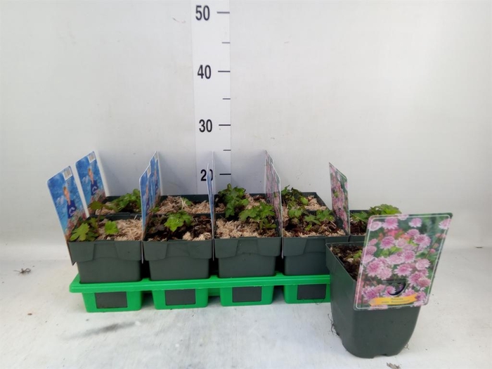 <h4>Astrantia major</h4>