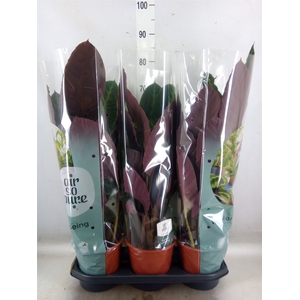 Calathea warscewiczii
