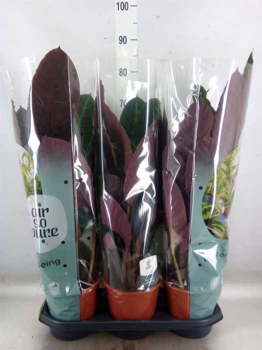 <h4>Calathea warscewiczii</h4>
