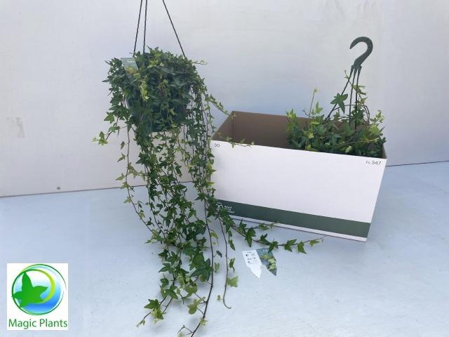 <h4>HED HE SHAMROCK</h4>