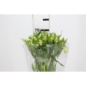 ALSTROEMERIA WHITNEY 080 CM