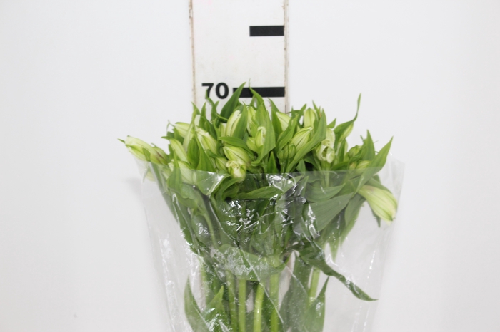 <h4>ALSTROEMERIA WHITNEY 080 CM</h4>