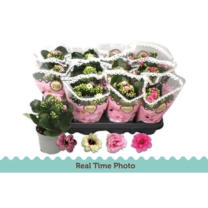 !! PROMO !! KALAN CALAN TWOTONE P9