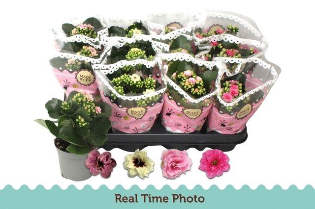 <h4>KALAN CALAN TWOTONE P9</h4>