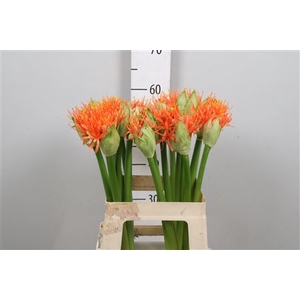 Scadoxus Orange Wonder