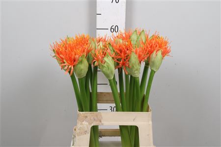 <h4>Scadoxus Orange Wonder</h4>