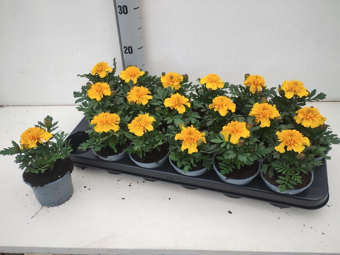 <h4>TAG ER TAISHA YELLOW</h4>