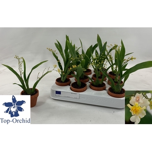 ONCIDIUM OV