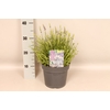 vaste planten 19 cm  Lavendel Spear Blue