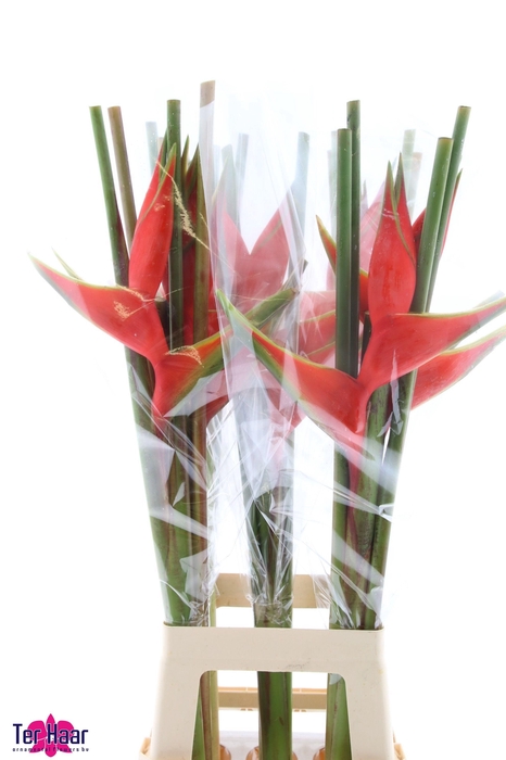 <h4>HELIC BIHAI</h4>