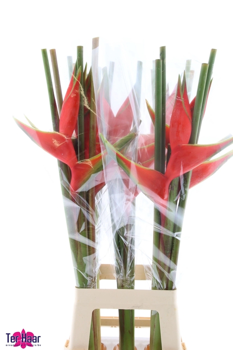 <h4>HELIC BIHAI</h4>