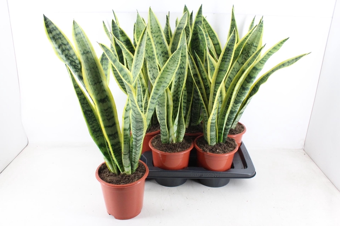 <h4>arr3 CP - Sansev laurentii x6</h4>