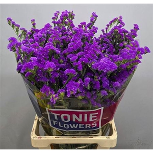 Lim S Cryst Purple