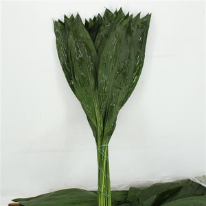 ASPID ELATIOR