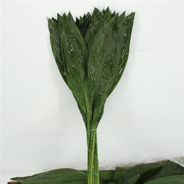 ASPID ELATIOR