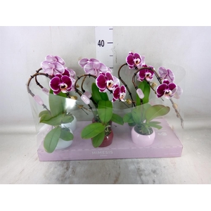 Phalaenopsis   ...red