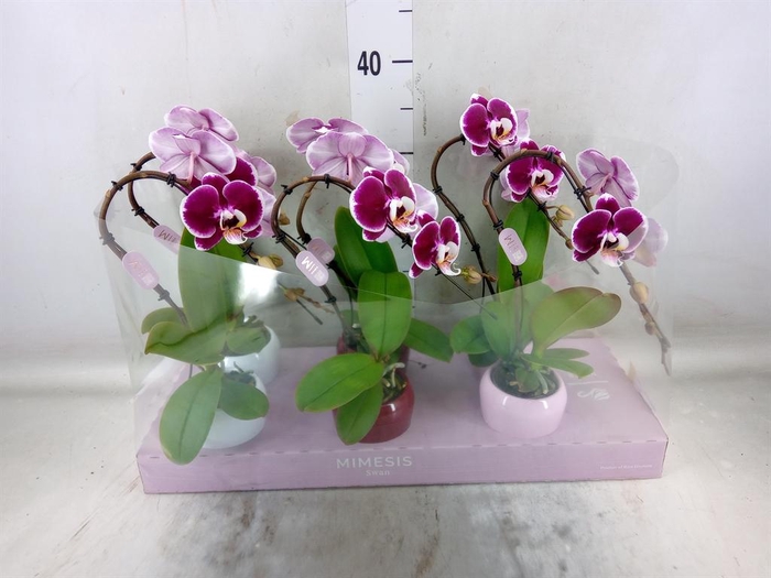 <h4>Phalaenopsis ...red</h4>