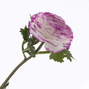 Ranunculus White Purple FL440352WPU
